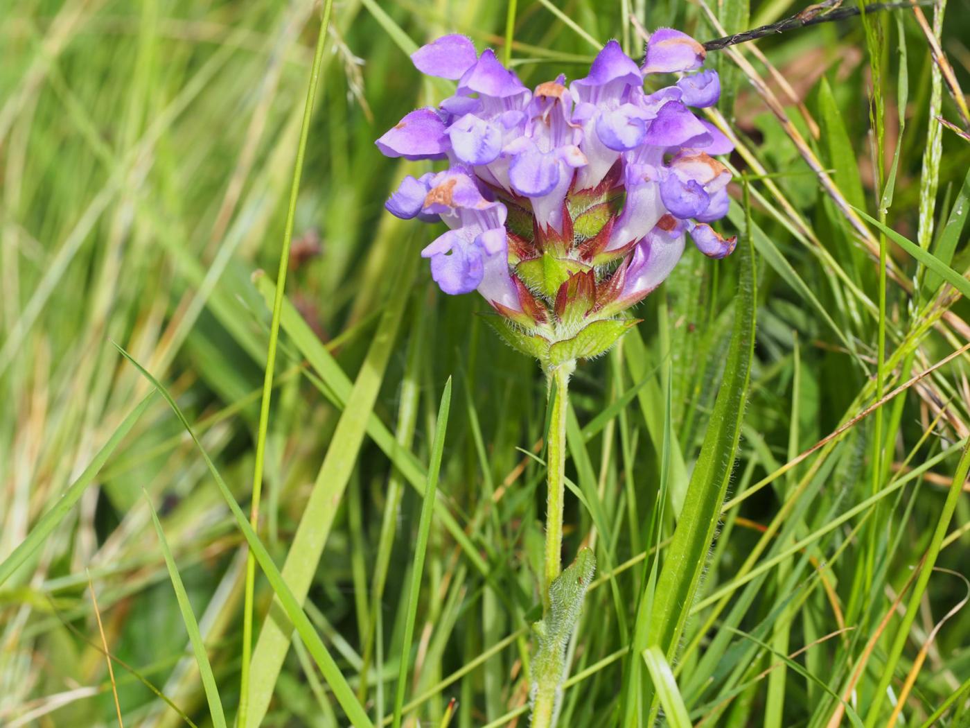 Self-Heal, Spear-leafed flower